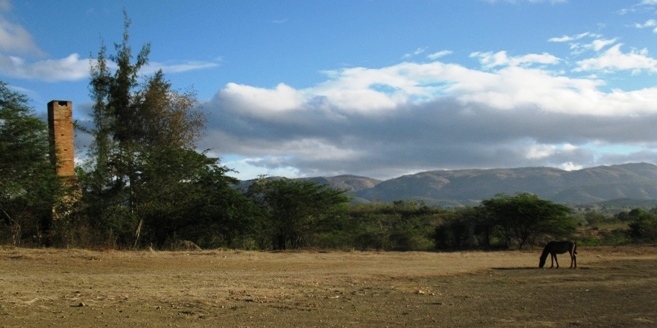 Picture of horse grazing in Papaye, Haiti