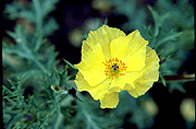 Photo of yellow flower on a "weed" in the Andes Mountains, Ecuador