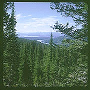 Photo of evergreen forest in Grand Teton National Park.